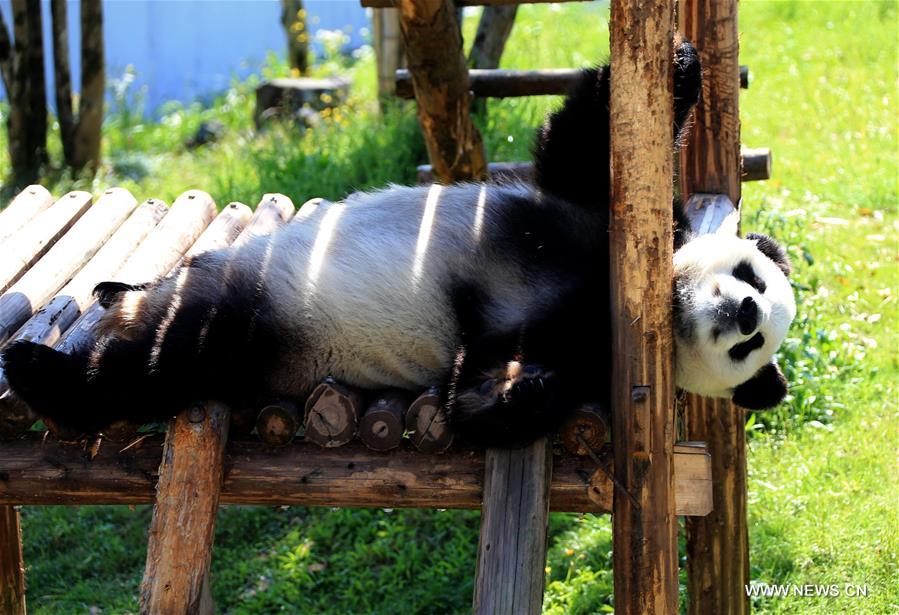 Giant panda enjoys leisure life in Huangshan City, east China