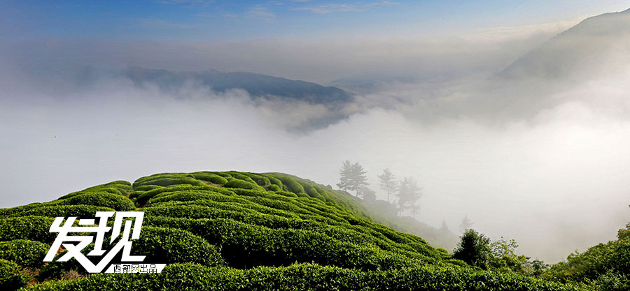 Tea plantations in morning mist in Shaanxi 