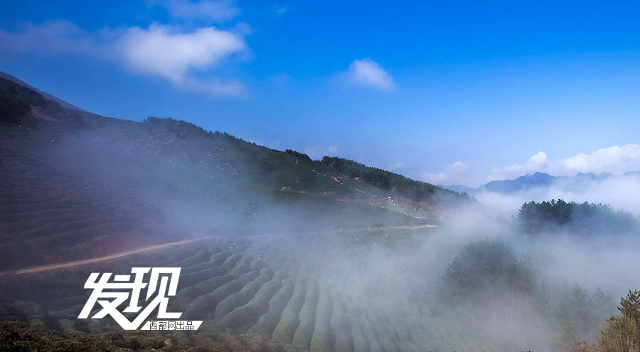 Tea plantations in morning mist in Shaanxi 