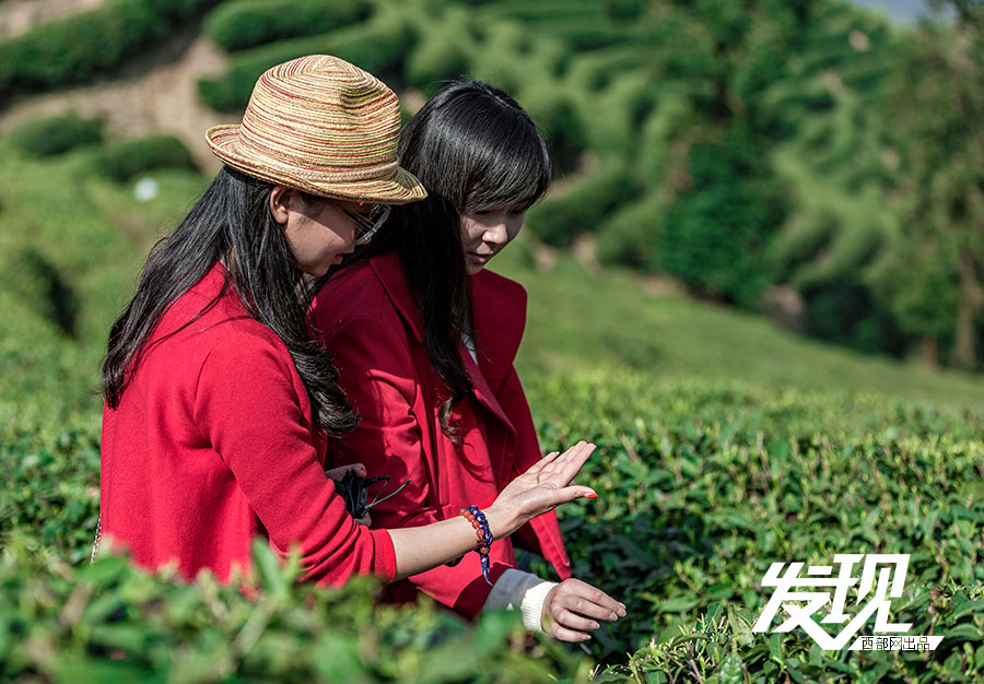 Tea plantations in morning mist in Shaanxi 