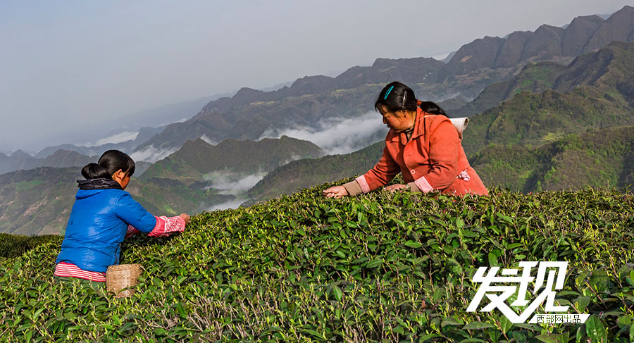 Tea plantations in morning mist in Shaanxi 