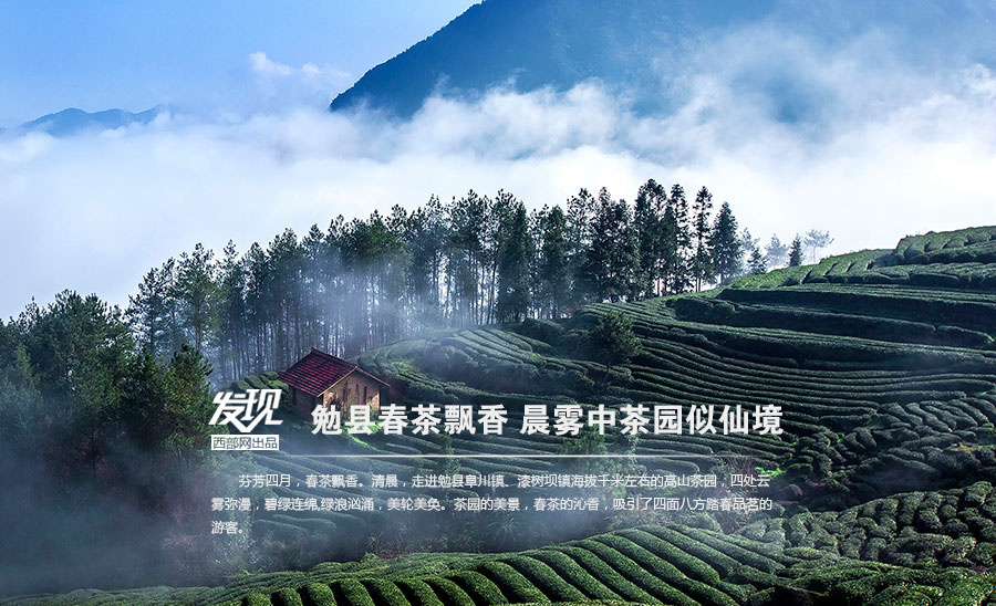 Tea plantations in morning mist in Shaanxi 