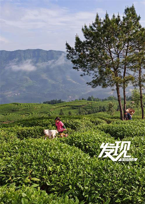 Tea plantations in morning mist in Shaanxi 