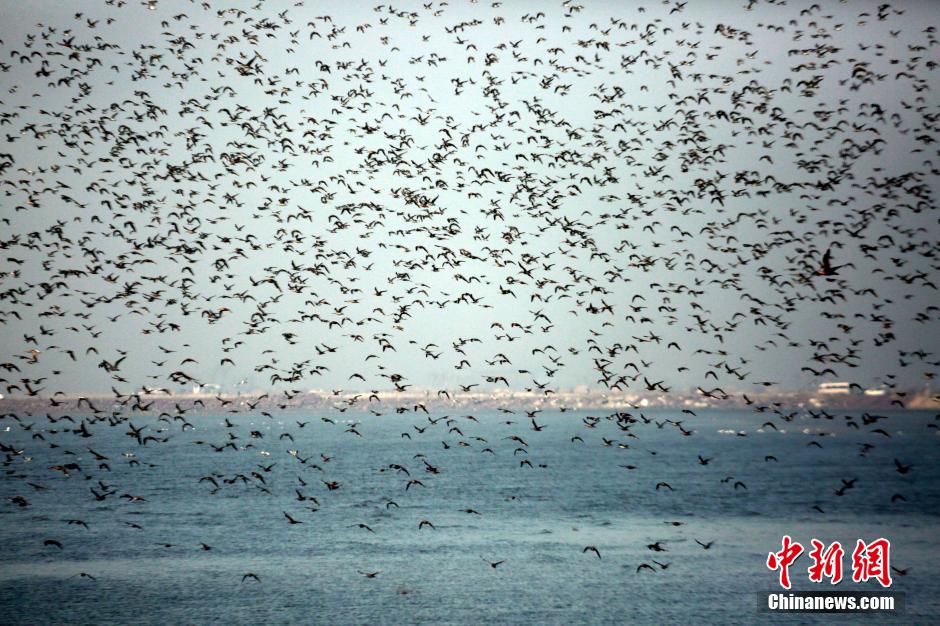 Thousands of water birds gathering in Yalu River