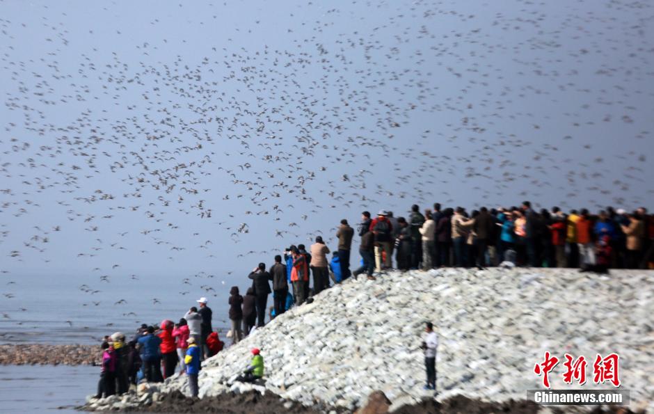Thousands of water birds gathering in Yalu River