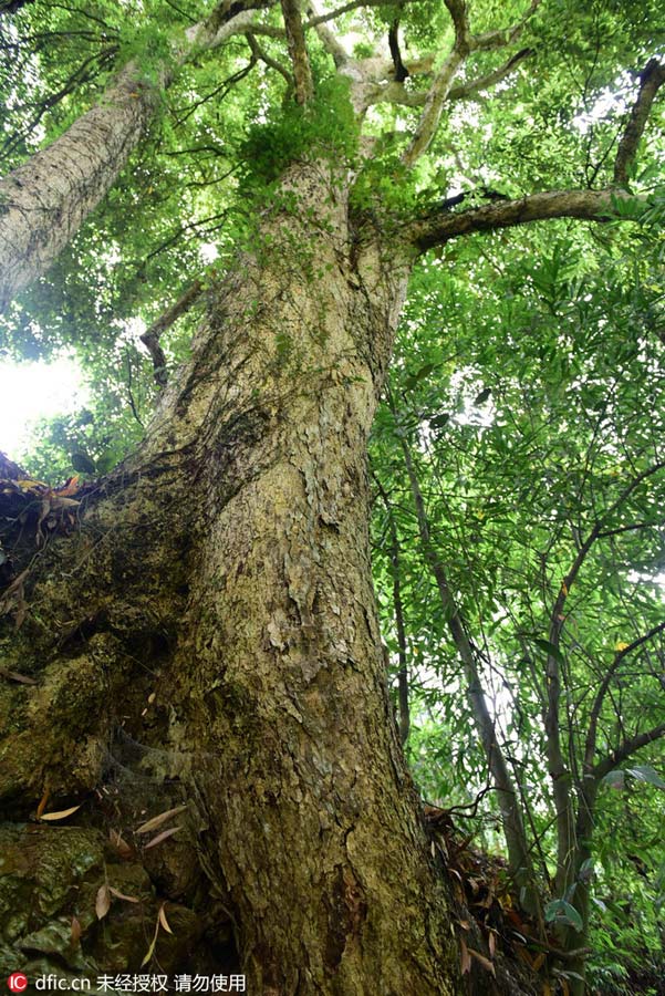 1,000-year-old Phoebe Zhennan found in Hubei