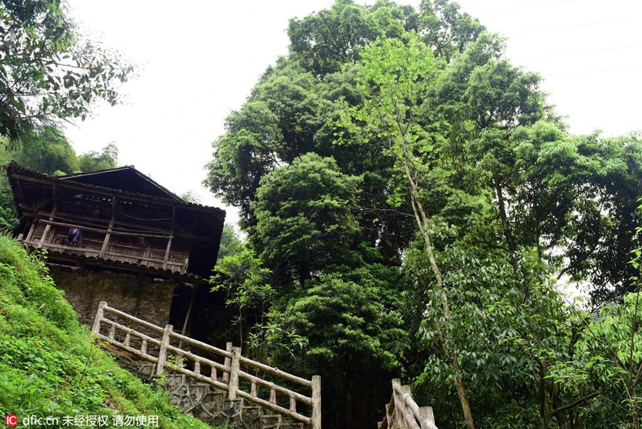 1,000-year-old Phoebe Zhennan found in Hubei