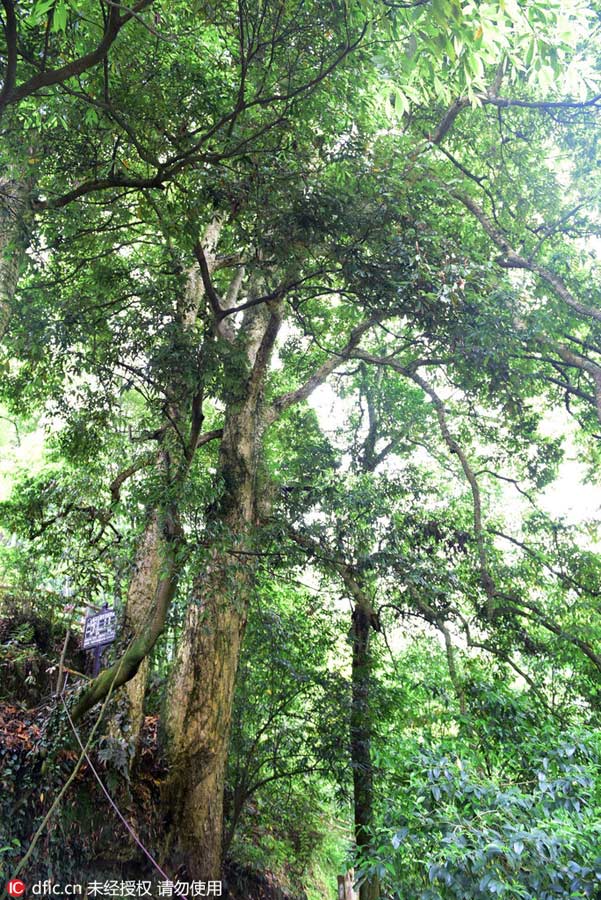 1,000-year-old Phoebe Zhennan found in Hubei