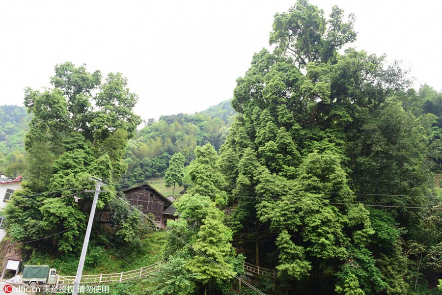 1,000-year-old Phoebe Zhennan found in Hubei