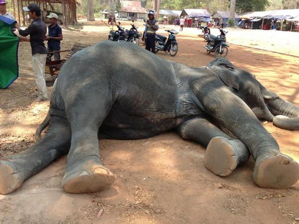 Elephant killed by overwork in Cambodian heat