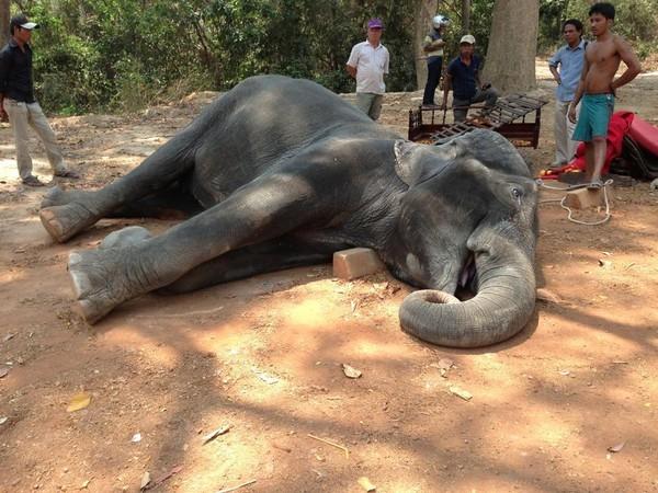 Elephant killed by overwork in Cambodian heat