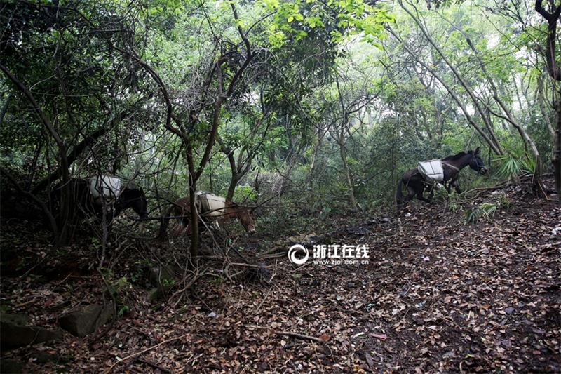 Mules become great helpers for projects built on mountains in Hangzhou