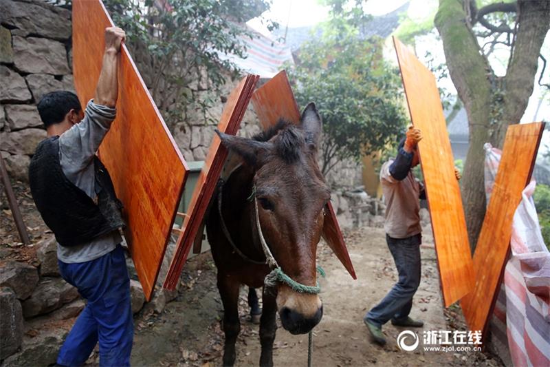 Mules become great helpers for projects built on mountains in Hangzhou