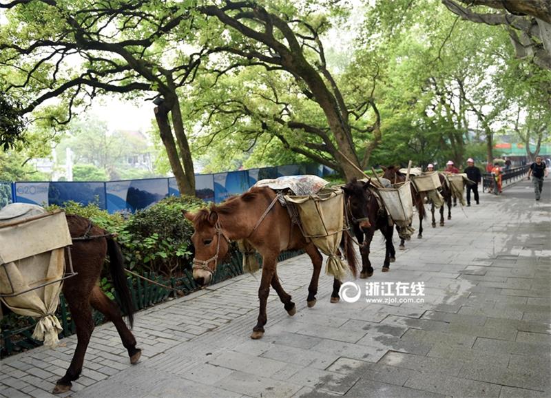 Mules become great helpers for projects built on mountains in Hangzhou