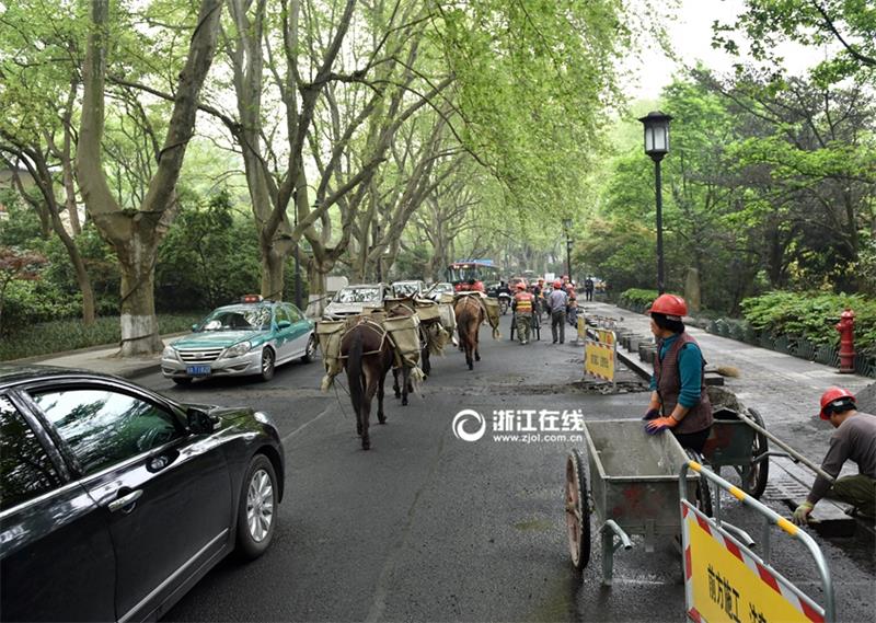 Mules become great helpers for projects built on mountains in Hangzhou