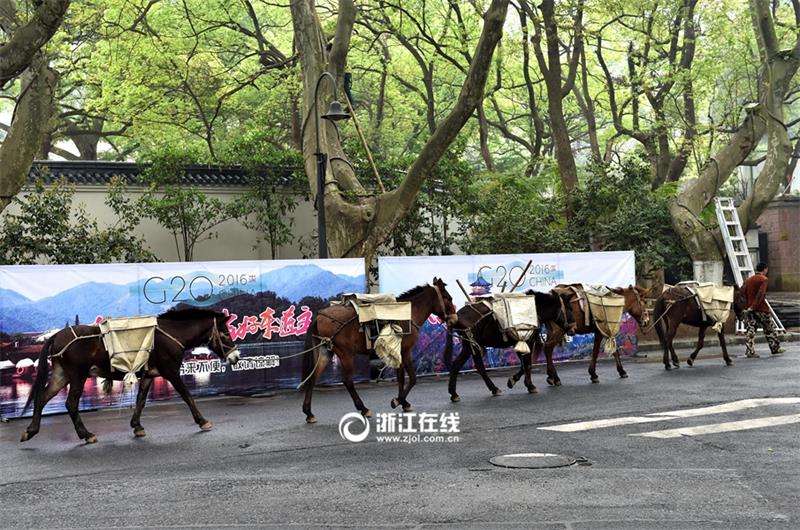 Mules become great helpers for projects built on mountains in Hangzhou