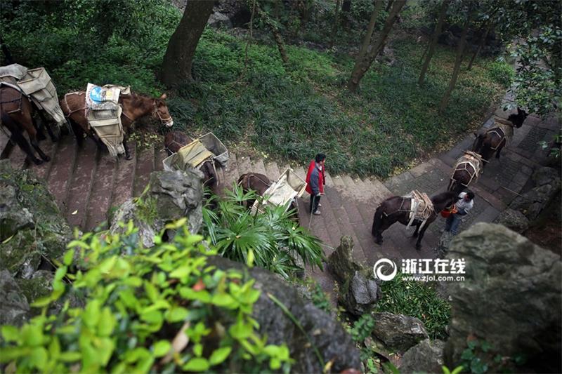 Mules become great helpers for projects built on mountains in Hangzhou