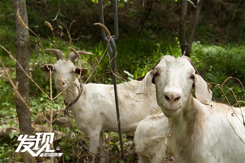 Beautiful scenery of Wufeng Mountain in Shaanxi province