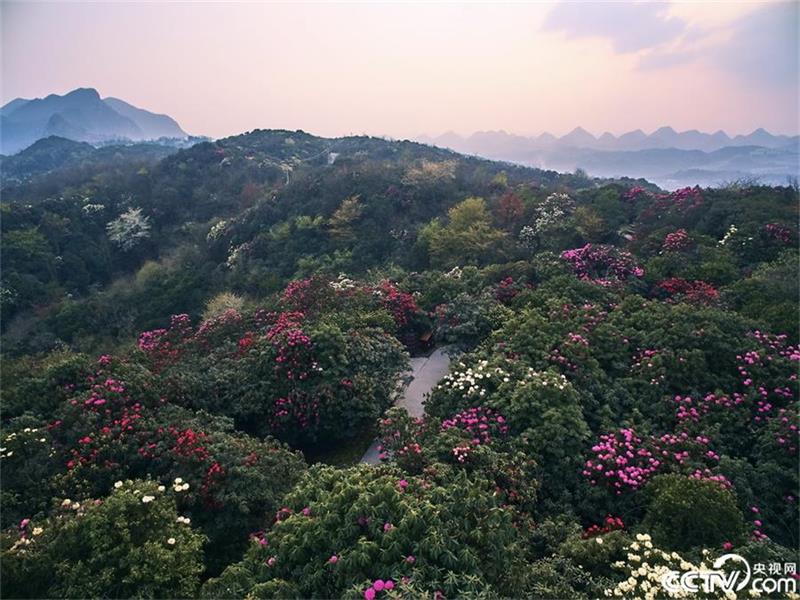 A sea of azaleas in Guizhou province