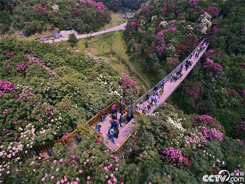A sea of azaleas in Guizhou province