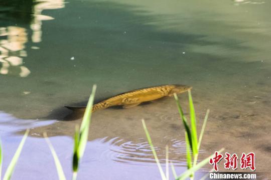 Rare fish spotted in Crescent Lake in Dunhuang