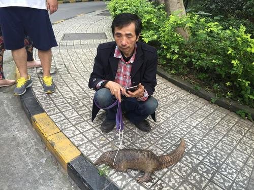 Security guard takes care of pangolin found in residence community