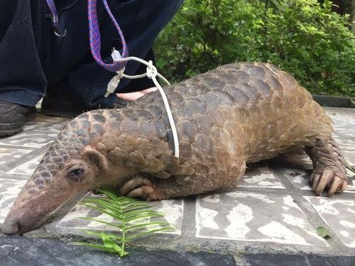 Security guard takes care of pangolin found in residence community