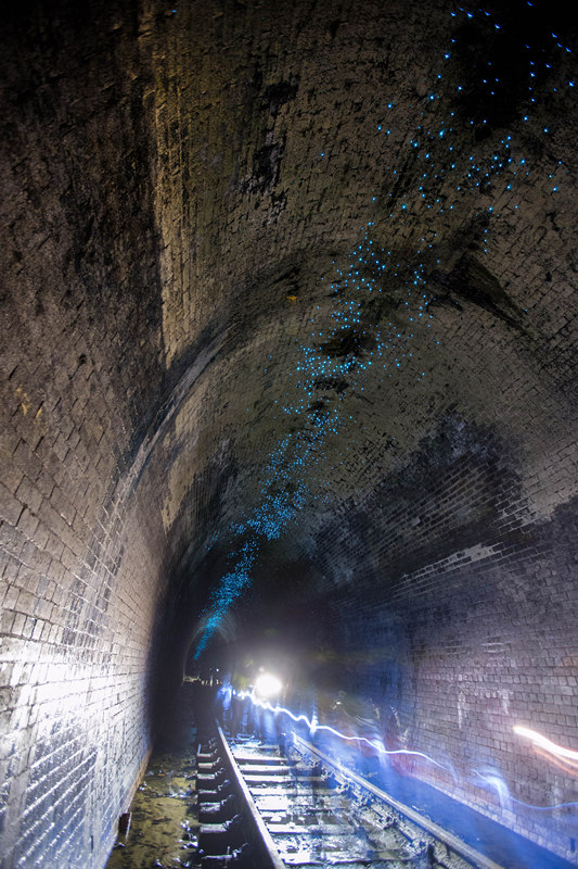 130-year-old tunnels in Australia being lightened by Glow Worms