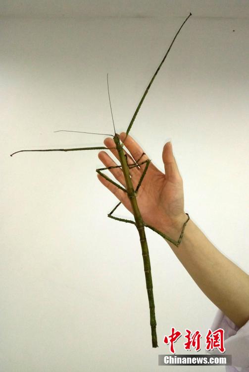 World's longest insect found in China