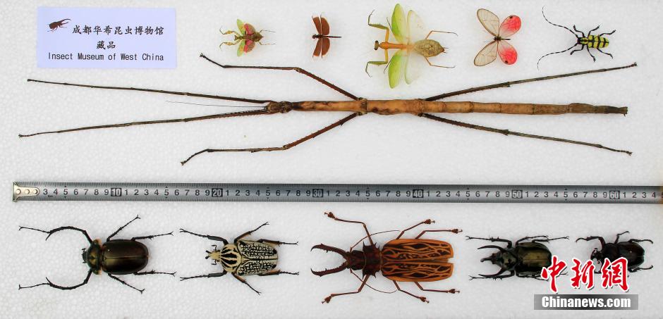 World's longest insect found in China