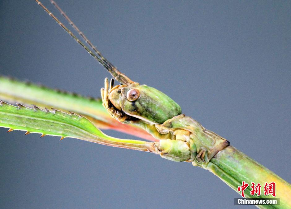 World's longest insect found in China