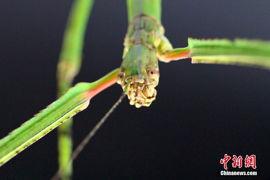 World's longest insect found in China