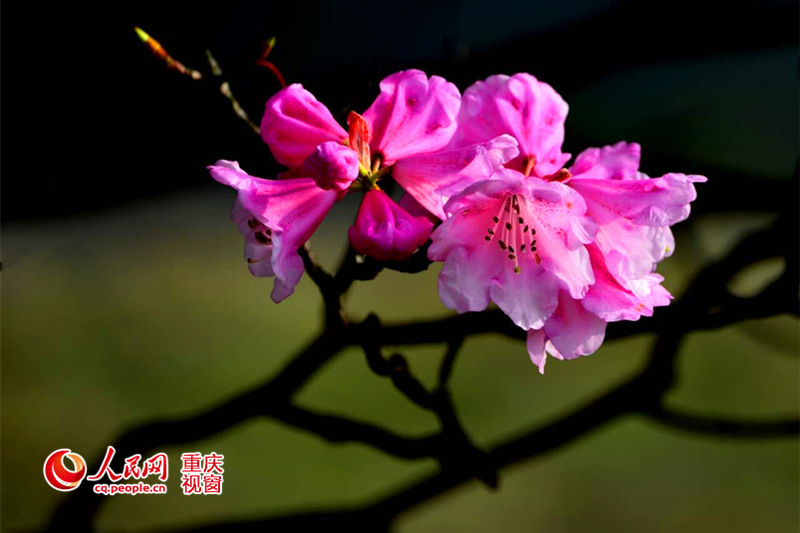 Sea of azalea flowers in Chongqing