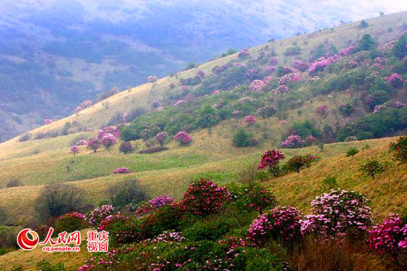 Sea of azalea flowers in Chongqing