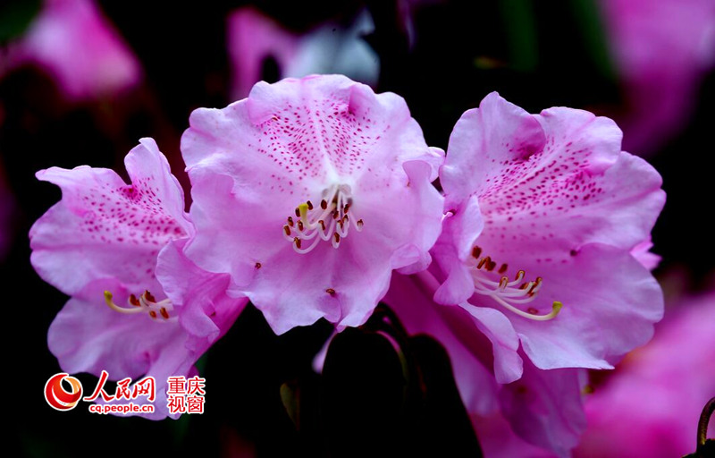 Sea of azalea flowers in Chongqing