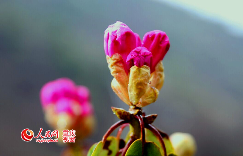 Sea of azalea flowers in Chongqing