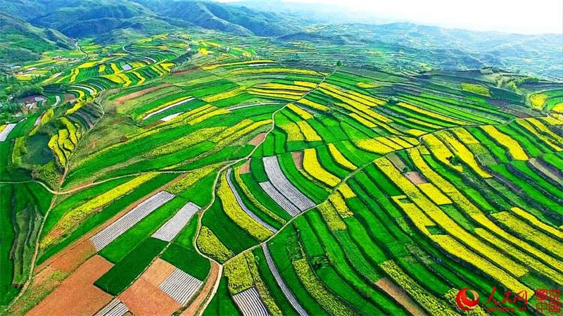 Aerial view of terraced fields in Gansu province