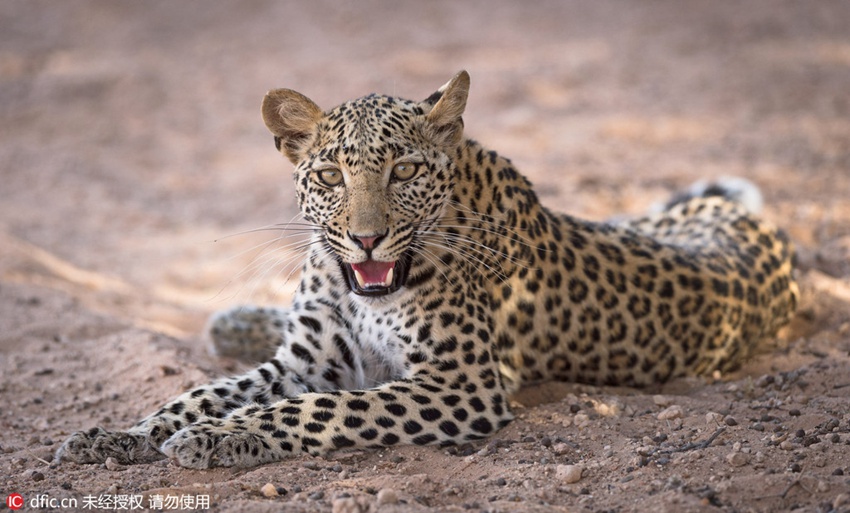 Master of disguise! Can you spot the leopard hiding in the pictures?