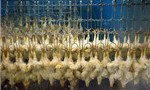US files new chicken complaint against China