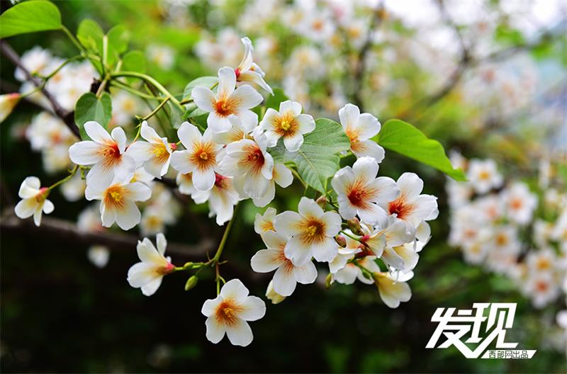 Flowers of Tung oil trees bloom in Shaanxi province