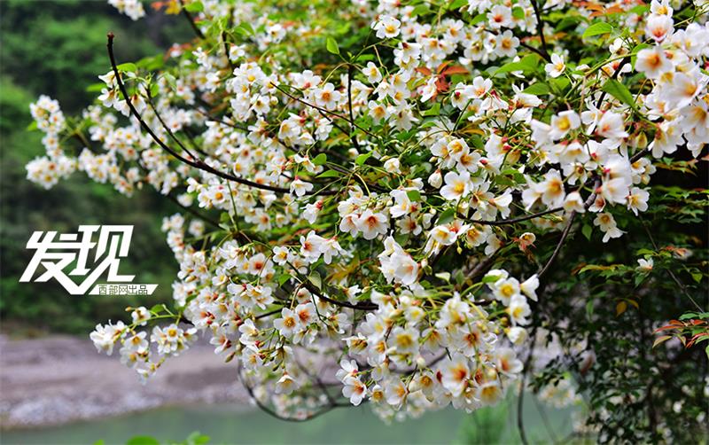 Flowers of Tung oil trees bloom in Shaanxi province