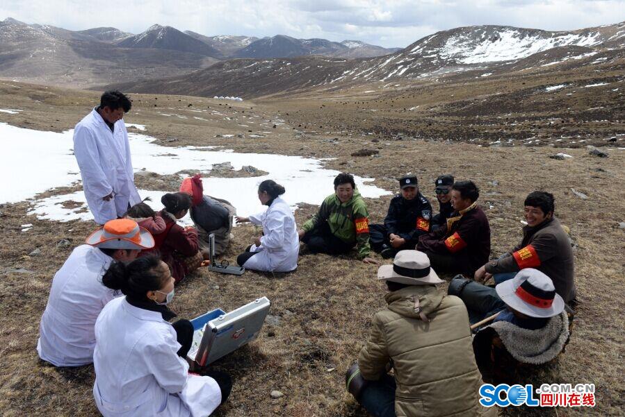 Cordyceps diggers camp out on Chinese plateau