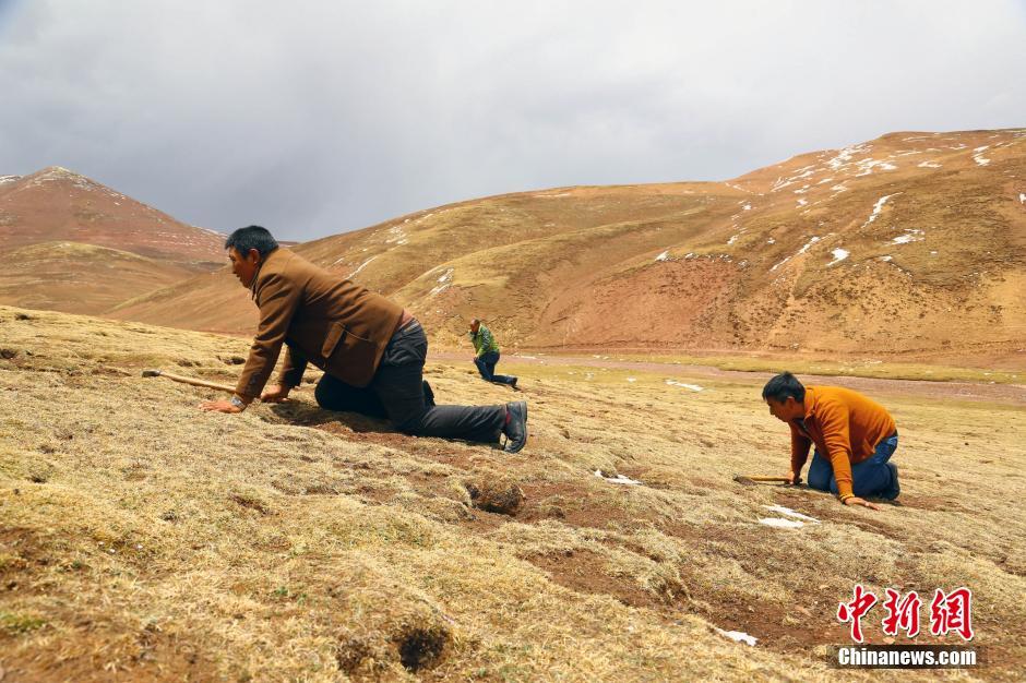 Cordyceps diggers camp out on Chinese plateau