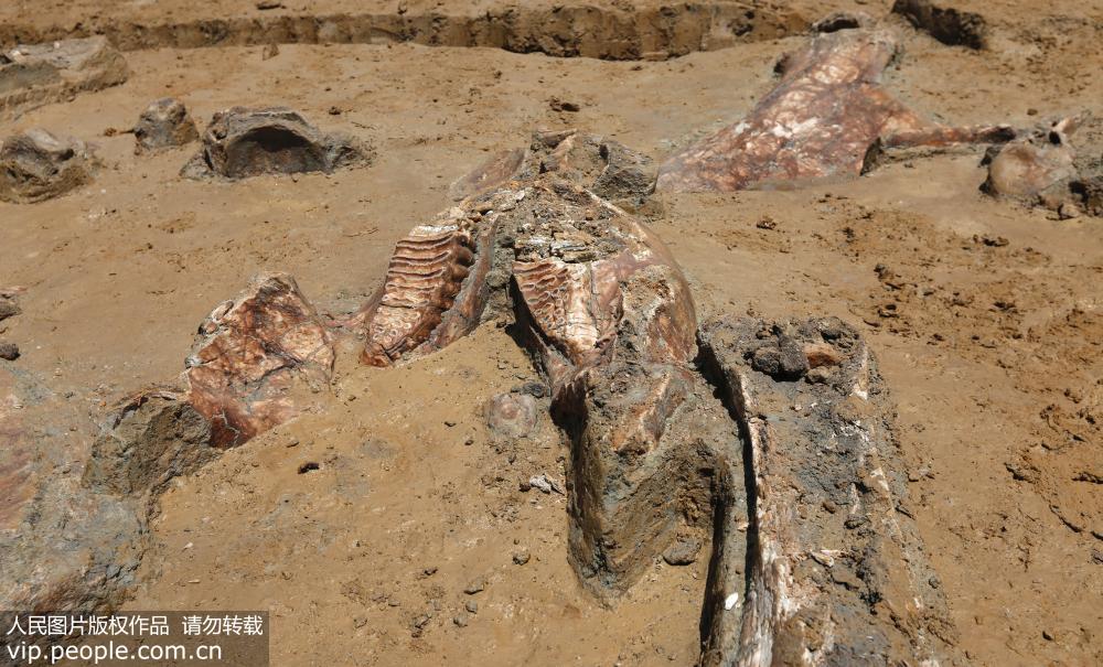 Fossils of ancient elephant discovered in eastern China