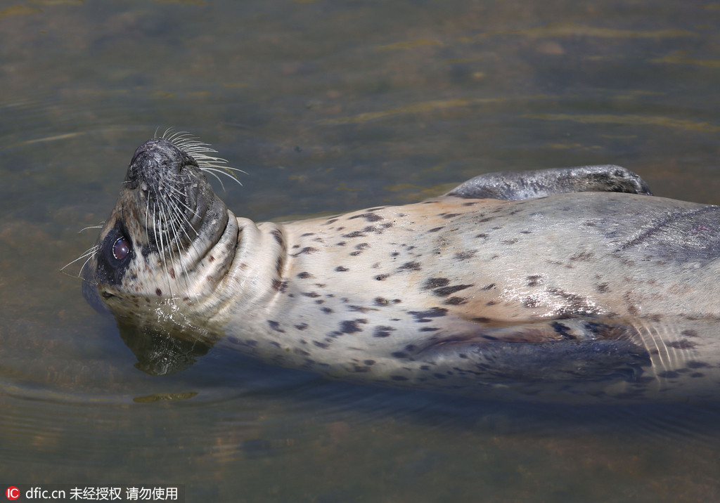 Wounded wild seal spotted at seaside in E. China