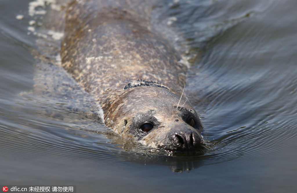 Wounded wild seal spotted at seaside in E. China