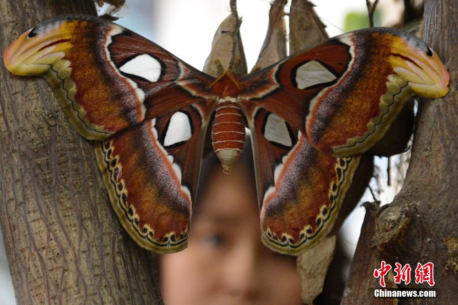 Emperor moth meets visitors in Taiyuan