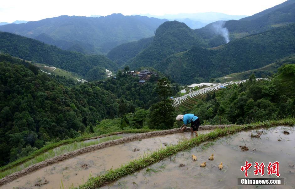 Farming and plowing: busy scene at terraced field