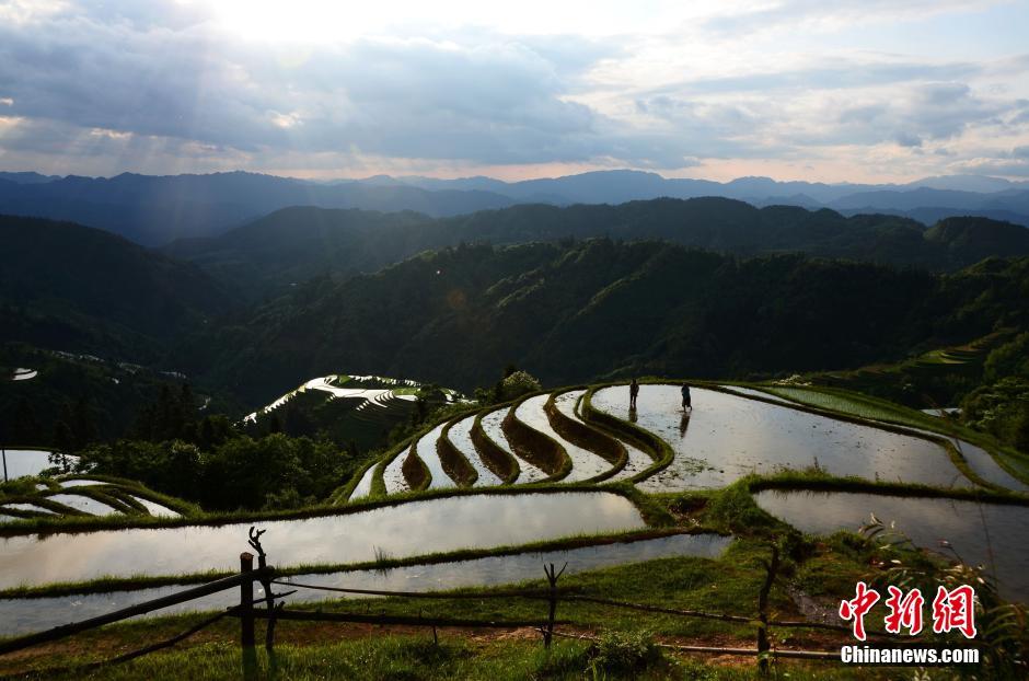 Farming and plowing: busy scene at terraced field