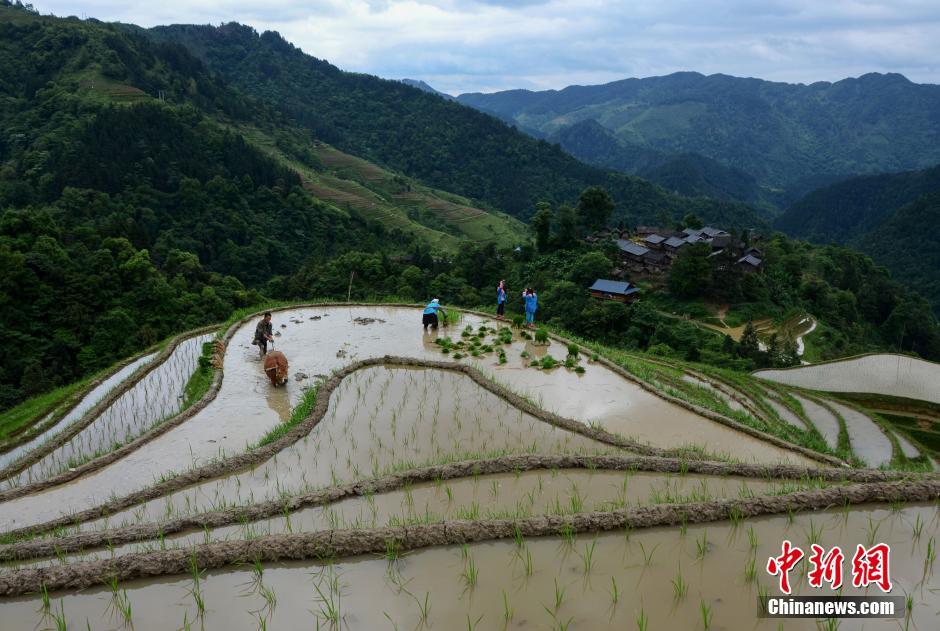 Farming and plowing: busy scene at terraced field